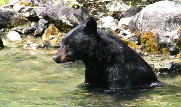 Photo of Ursus americanus by <a href="http://www.pbase.com/phototrex">Fred Lang</a>